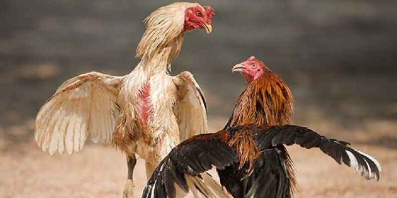 Chia sẻ bí quyết ăn tiền khi chơi đá gà trực tuyến